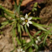 Sisyrinchium micranthum Cav.